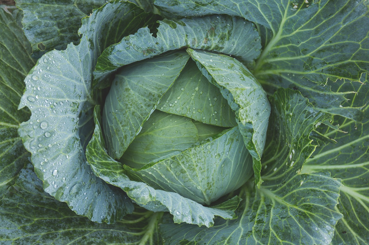 entdecken sie die vielfältige welt der gemüse! erfahren sie alles über die gesundheitlichen vorteile, kulinarischen anwendungen und tipps zur zubereitung frischer, saisonaler gemüse aus der region.