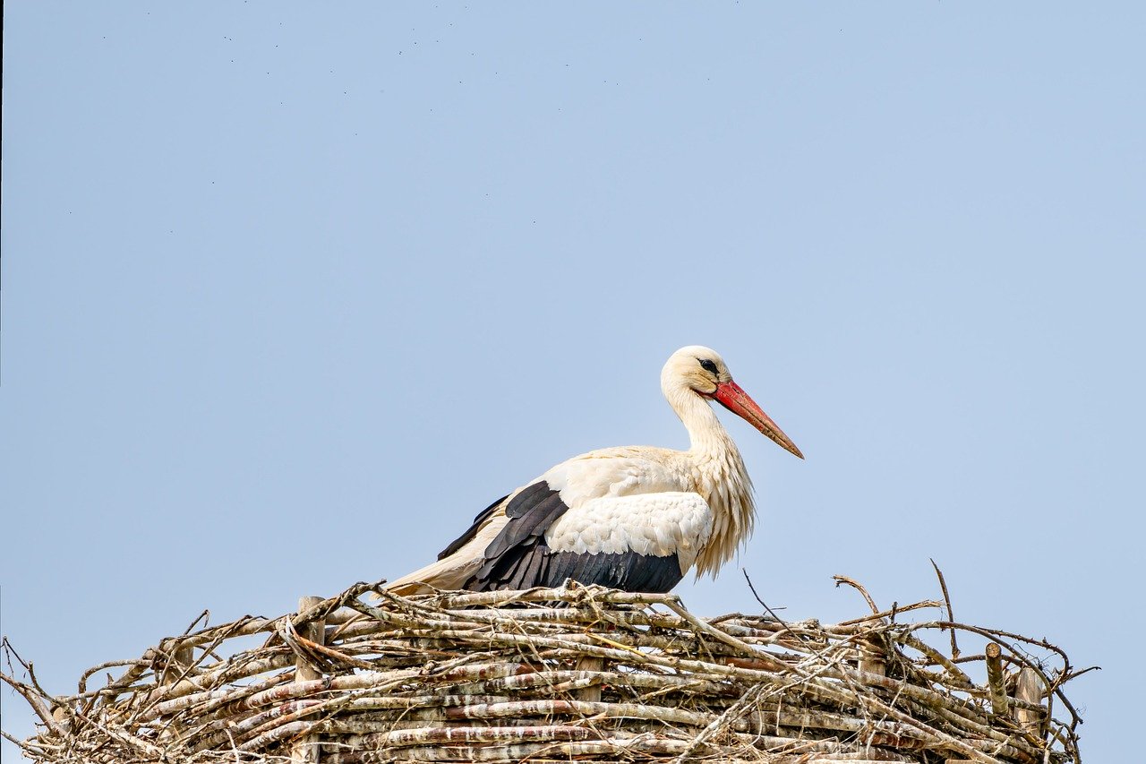 Was sind die Vorteile des Nestbautriebs im Jahr 2025?