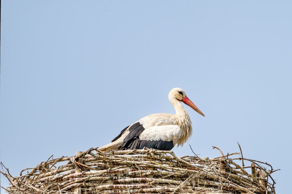 entdecken sie die wichtigsten vorteile des nestbaus bei vögeln und anderen tieren. erfahren sie, wie gut konstruierte nester schutz, wärme und optimale bedingungen für den nachwuchs bieten.