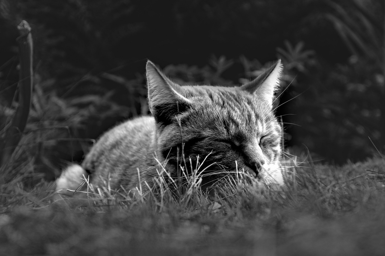 erfahren sie alles über die optimale schlafdauer, wie sie ihre gesundheit beeinflusst und tipps für besseren schlaf.